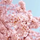 백제가요정읍사오솔길(2코스 내장호 수변데크) | 정읍 벚꽃 개화시기 및 정읍 벚꽃 명소 Best