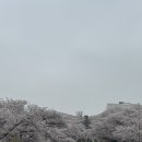 동산 | [인천 서구] SK인천석유화학 벚꽃동산 2026/4/11 후기!! - 벚꽃 만개했어요