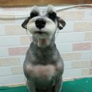 왕왕애견샵 이미지