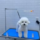 그루밍리본 이미지