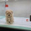 미유펫 강아지분양 고양이분양 전주점 이미지