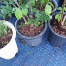 안집농장 이미지