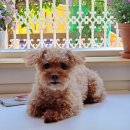 성포초등학교 | 안산 성포동 성포초 새로 오픈한 조용한 카페 숨