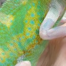 지영농장 | 아기 파이드베일드카멜레온 분양후기