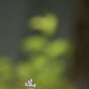 각시갈퀴나물. 등심붓꽃. 봄맞이꽃 이미지