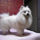 2011년 4월 11일...&#34;나&#34;와 &#34;그&#34;가 만났습니다...그리고 우리는 가족이 되었답니다.... 이미지