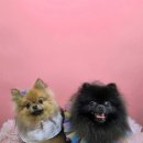 그루머로 이미지