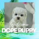 용봉동물병원 이미지