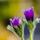 야한곱창평택점 이미지