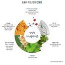세계로 인셀덤 이미지