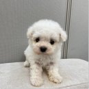오독강아지안심분양센터