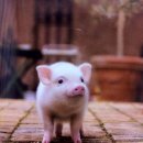 예쁜돼지 이미지