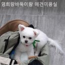 영희랑바둑이랑애견미용실 | [광주/분양샵] 영희랑바둑이랑 애견미용실 건강한 강아지 분양으로 안심했던 이유