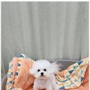 우리퍼피 이미지