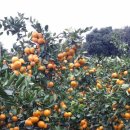 건영농장 이미지