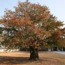 의령 충익사 모과나무 이미지