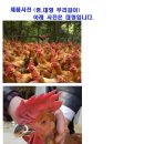 오리안경 이미지