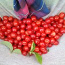 영이네농장 이미지