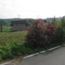 고대초교 이미지