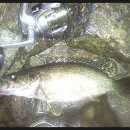 여울쏘가리 이미지