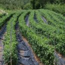 여우골농장 이미지