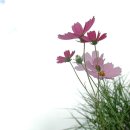 코스모스 이미지