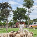 미성농장 | 나트랑 3박5일 호핑 시내 투어 가족여행