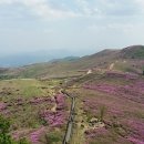 황매산 철쭉제 이미지