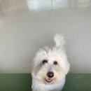 펫라운지 애견유치원 애견호텔 애견미용 이미지