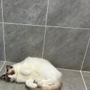 분당다원동물병원 이미지