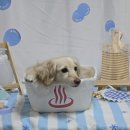 안산크라운애견미용학원