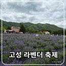 버들농장2 | 고성 라벤더 축제, 6월 아이와 가볼 만한 곳 하늬라벤더팜 주차·개화 상황 총정리