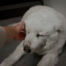 일산시티 동물의료센터 이미지