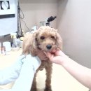 가좌종합동물병원 이미지