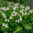 화려한 숙녀의 슬리퍼 [여왕의 슬리퍼, 화려한 복주머니란, showy lady's slipper (Cypripedium reginae)] 이미지