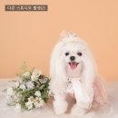 강아지스튜디오, 파비에스튜디오 다녀온 찐후기 (티나 촬영) 서울애견스튜디오
