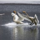 경안천 4 이미지