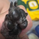 우쭈쭈 내강아지 | 강아지 발사탕 치료방법 최선은?