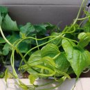 두루봉농원2 이미지