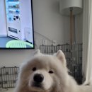 강아지미장원 이미지