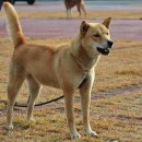 충남켄넬 이미지