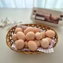 양구동물복지농장(주) | 자유방목 난각번호 1번의 동물복지 유정란 추천 에덴농장 강원 고려닭 재래 유정란 솔직후기