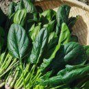 지중해푸드 이미지