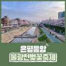 불광천3 | 은평의 봄, 불광천 벚꽃 축제 일정 개화 상황 (4/3 따끈따끈 후기)