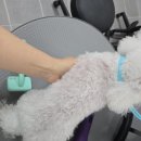 하트애견미용실 이미지