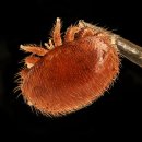 진드기(varroa mite)와 가시응애 사진 이미지