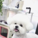 강실장펫살롱 이미지