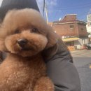 그루밍토리 이미지