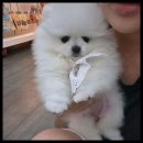 강아지와 고양이 이미지