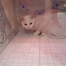 알았당개 이미지